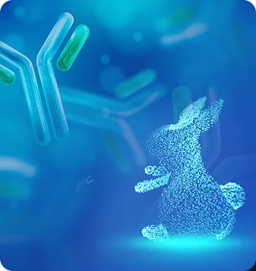 Custom Recombinant Rabbit Monoclonal Antibody Services
